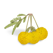 Acacia