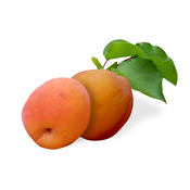 Apricot