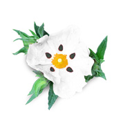 Rockrose