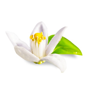 Orange blossom