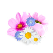 Wildflowers