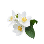 Jasmine