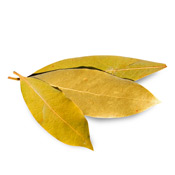 Laurel