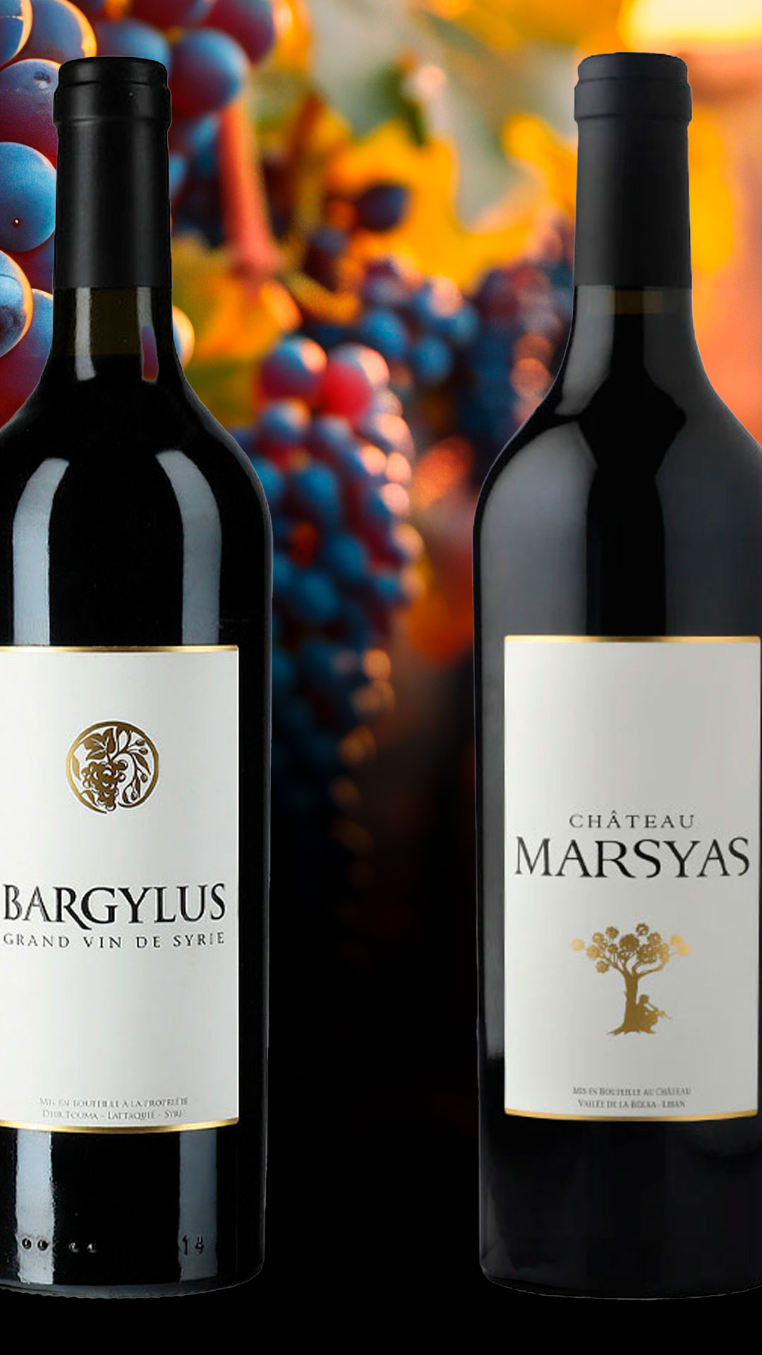 Middle Eastern Wines: Between War and Hope